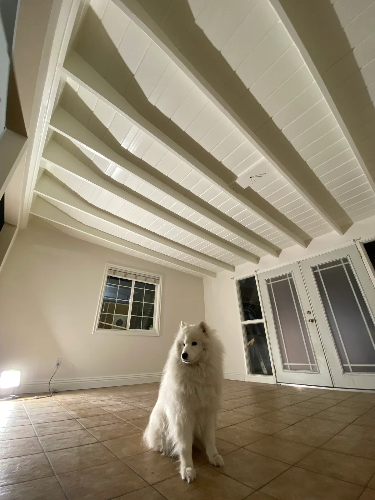 Interior Painting Tips for Homes with Pets and Kids